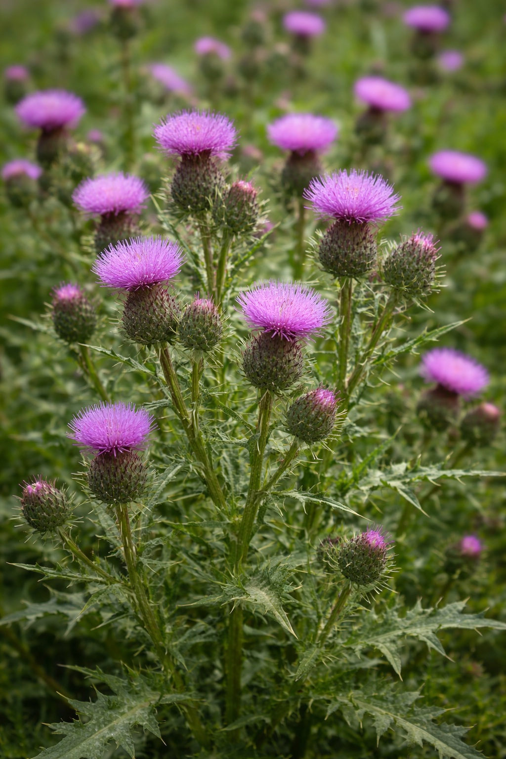 Canada Thistle