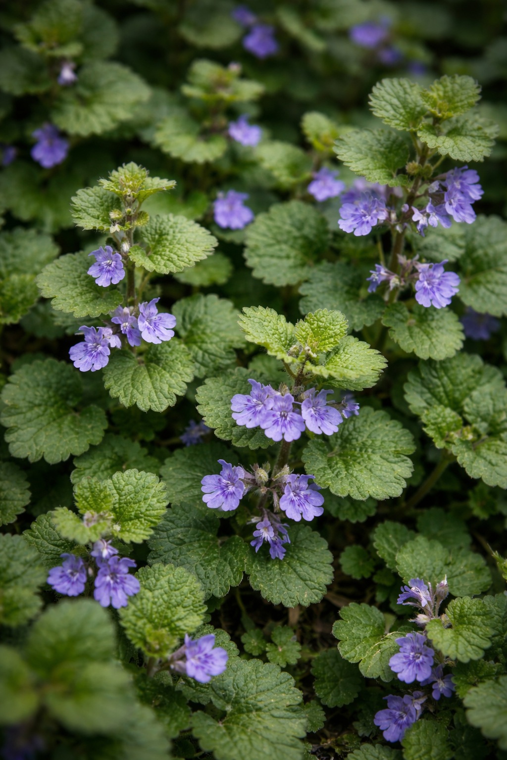 Creeping Charlie (Ground Ivy)