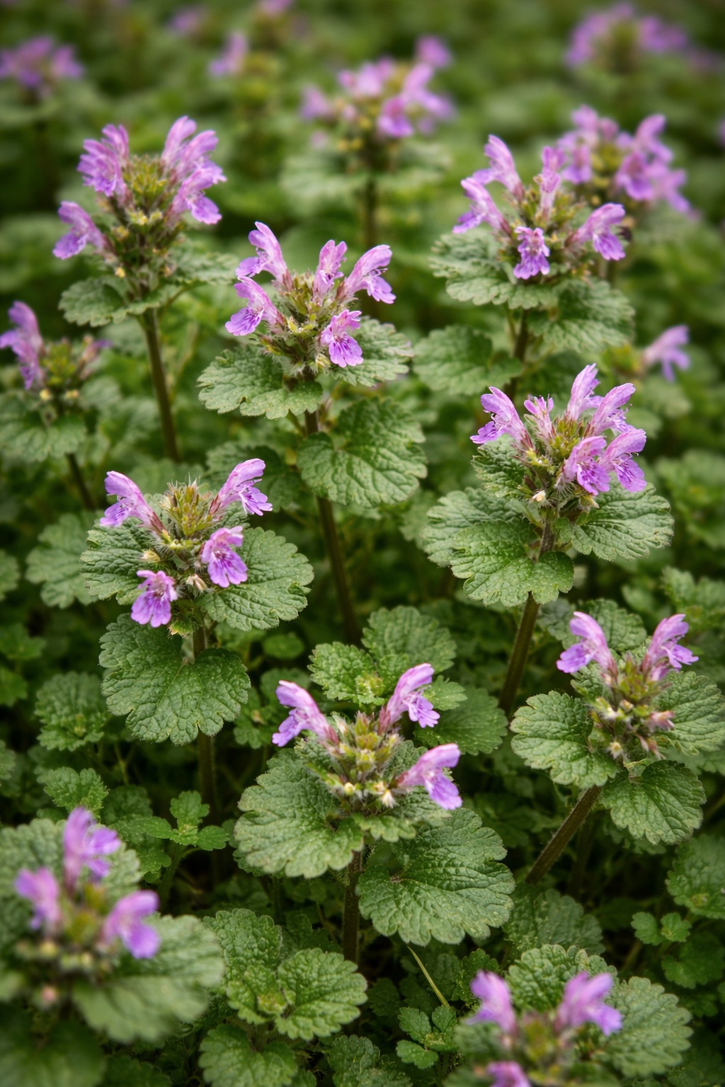 Henbit