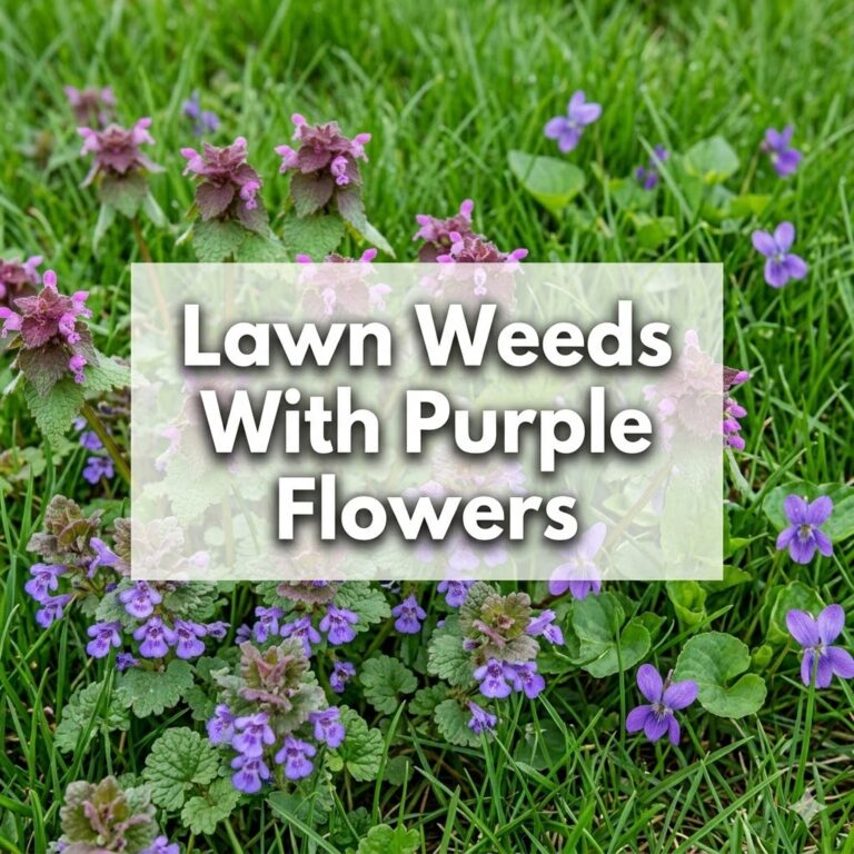 Lawn Weeds With Purple Flowers