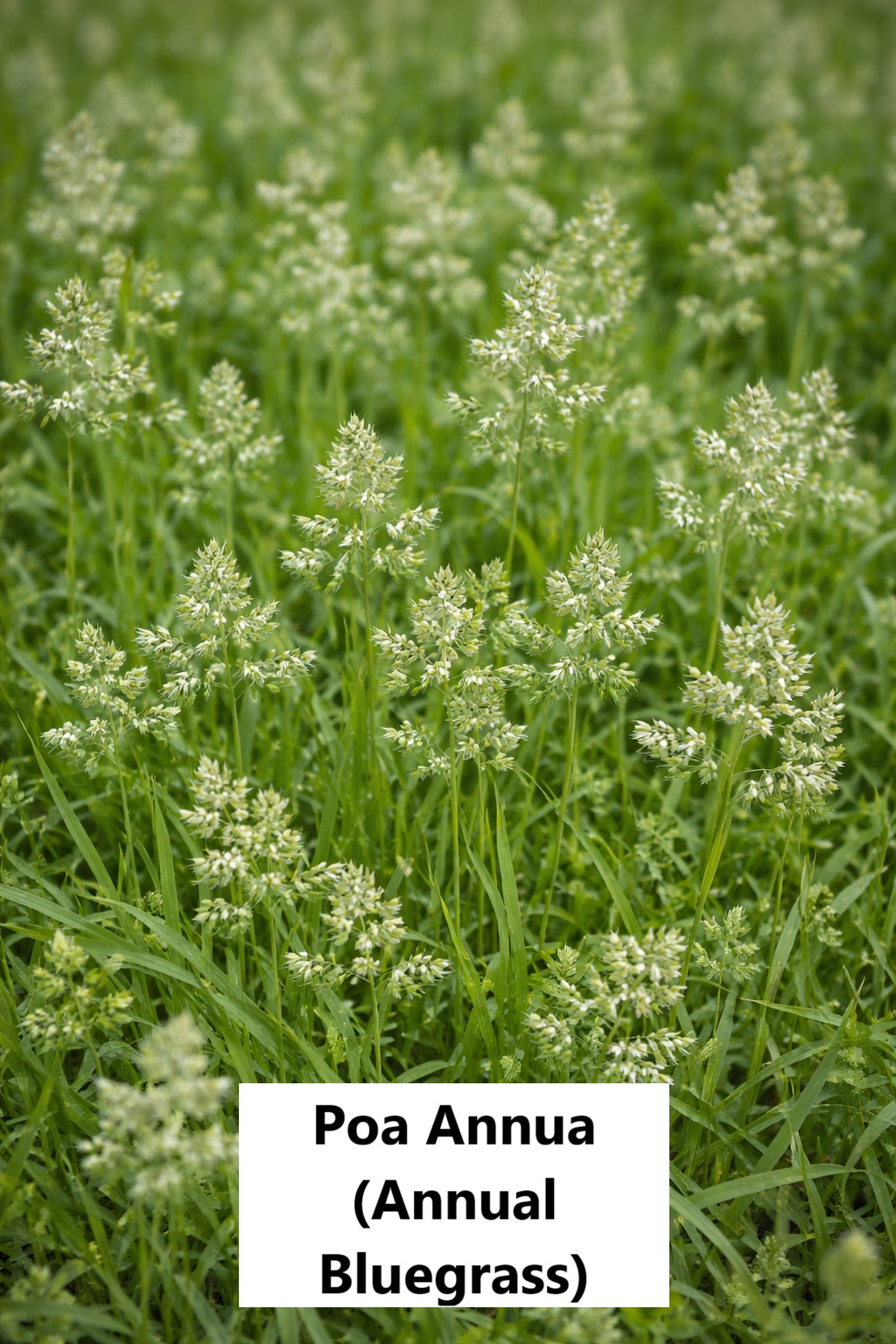 (Annual Bluegrass) Poa Annua Control, Identification and Prevention
