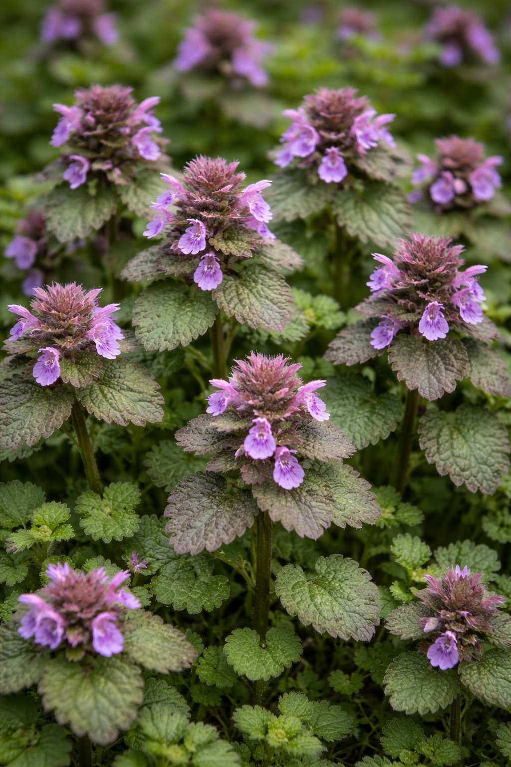 Purple Deadnettle