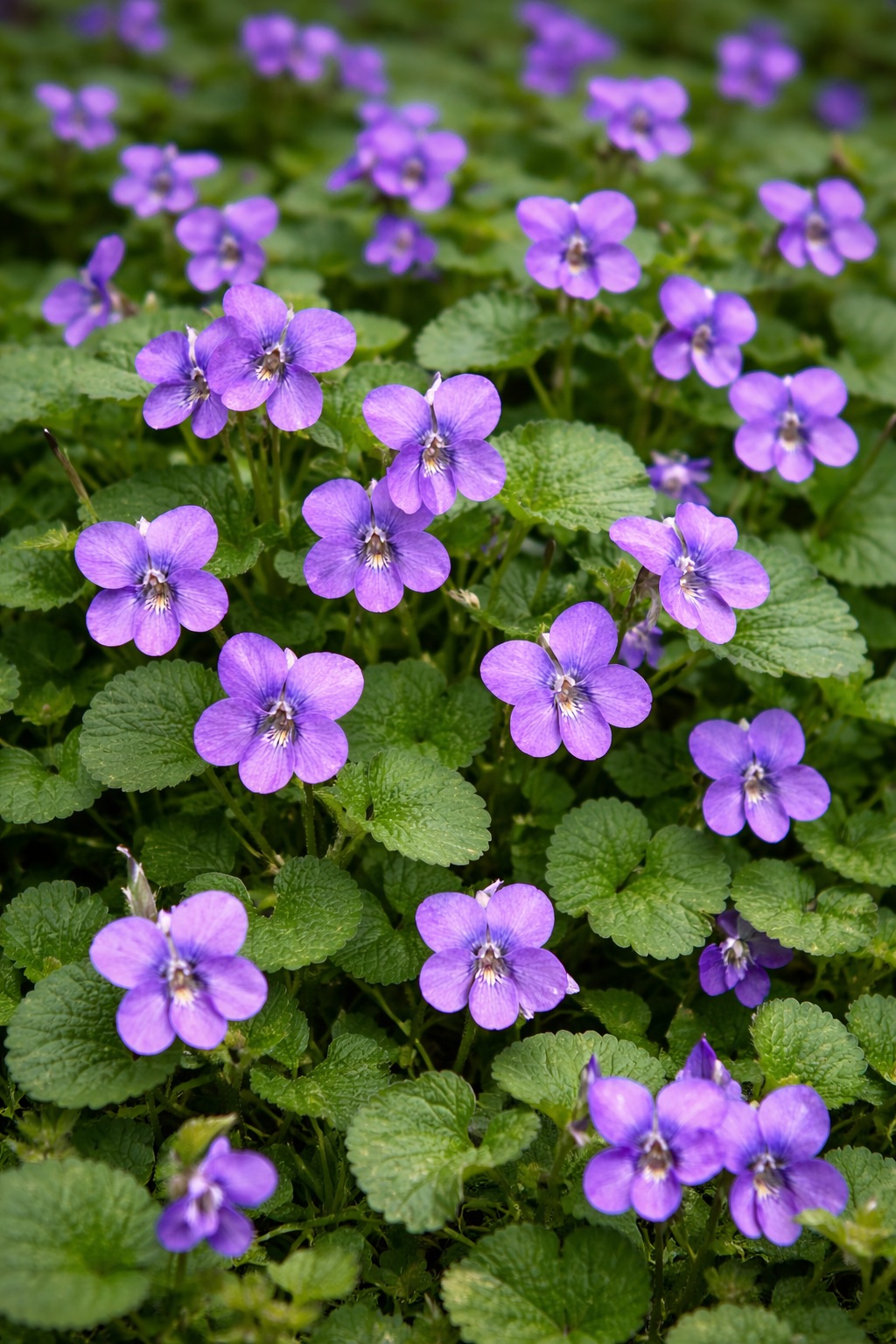 Wild Violet