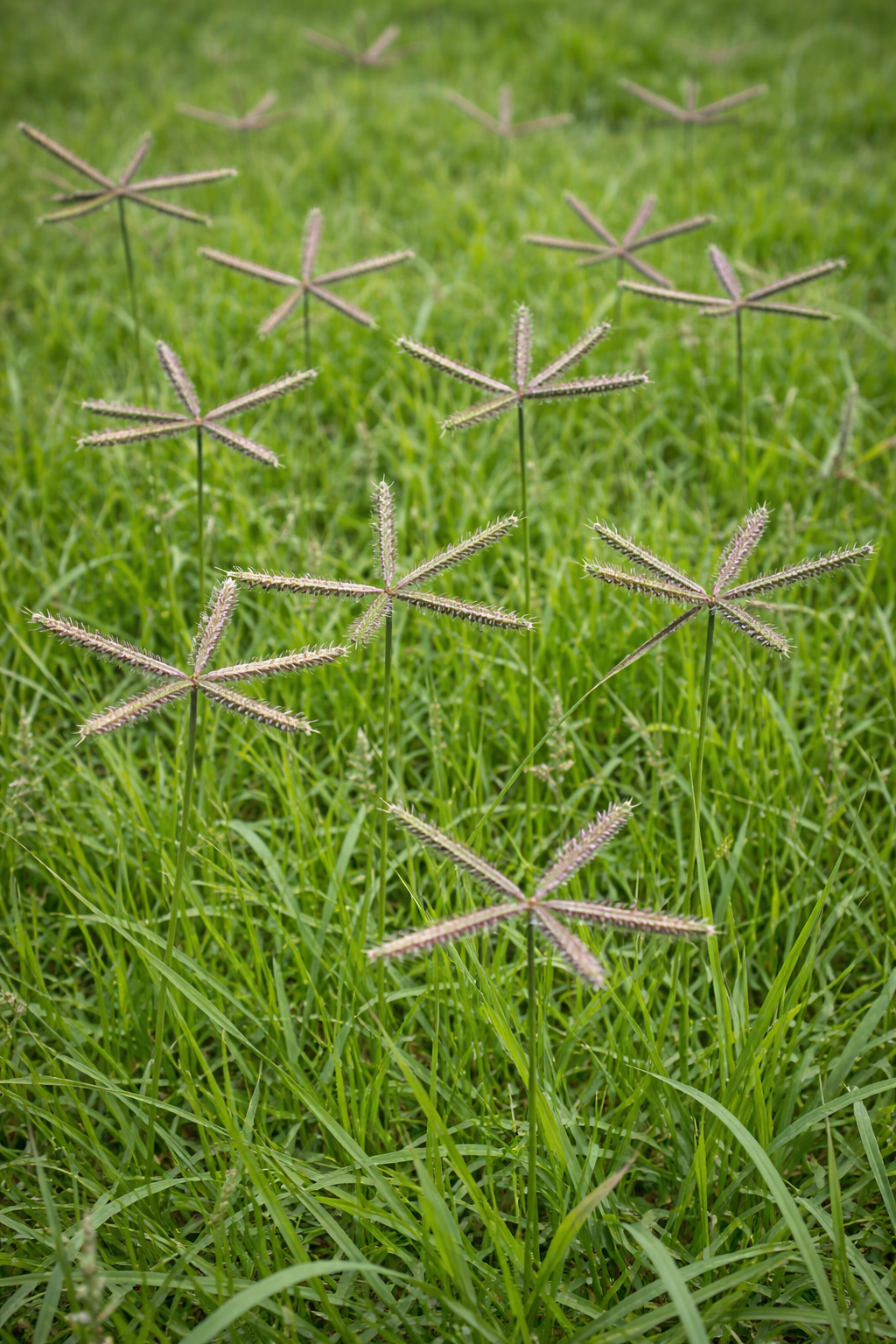 Bermuda Grass