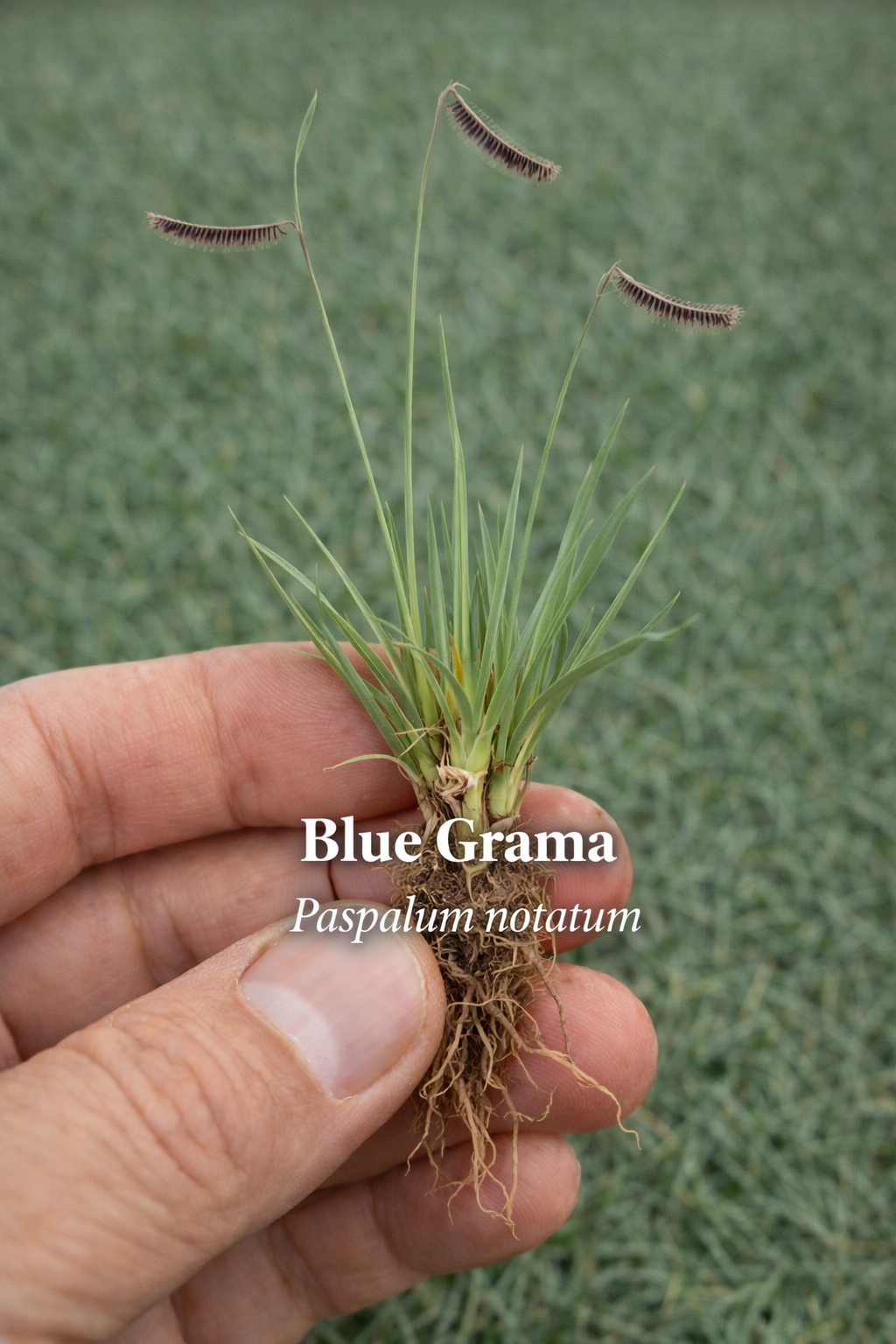 Blue Grama — Bouteloua gracilis