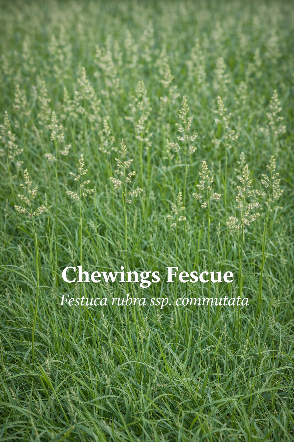 Chewings Fescue — Festuca rubra ssp. commutata