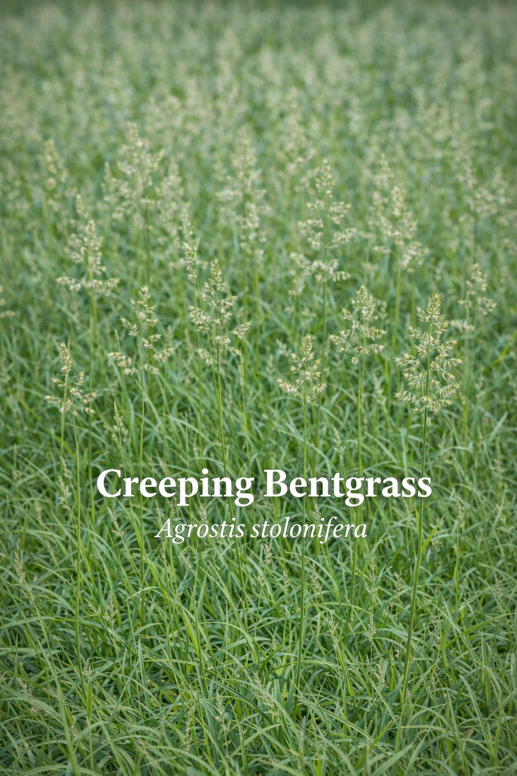 Creeping Bentgrass