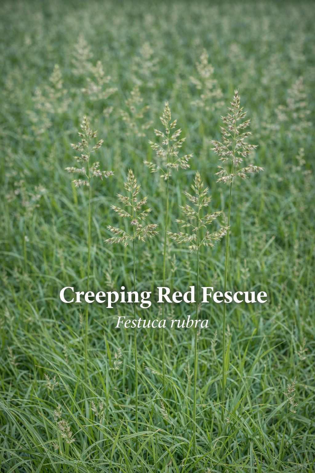 Creeping Red Fescue — Festuca rubra