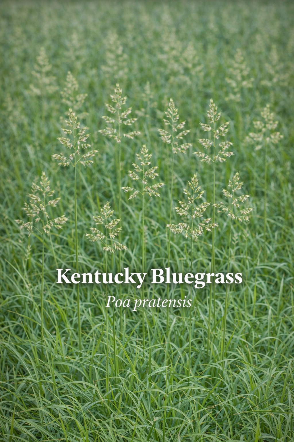 Kentucky Bluegrass — Poa pratensis