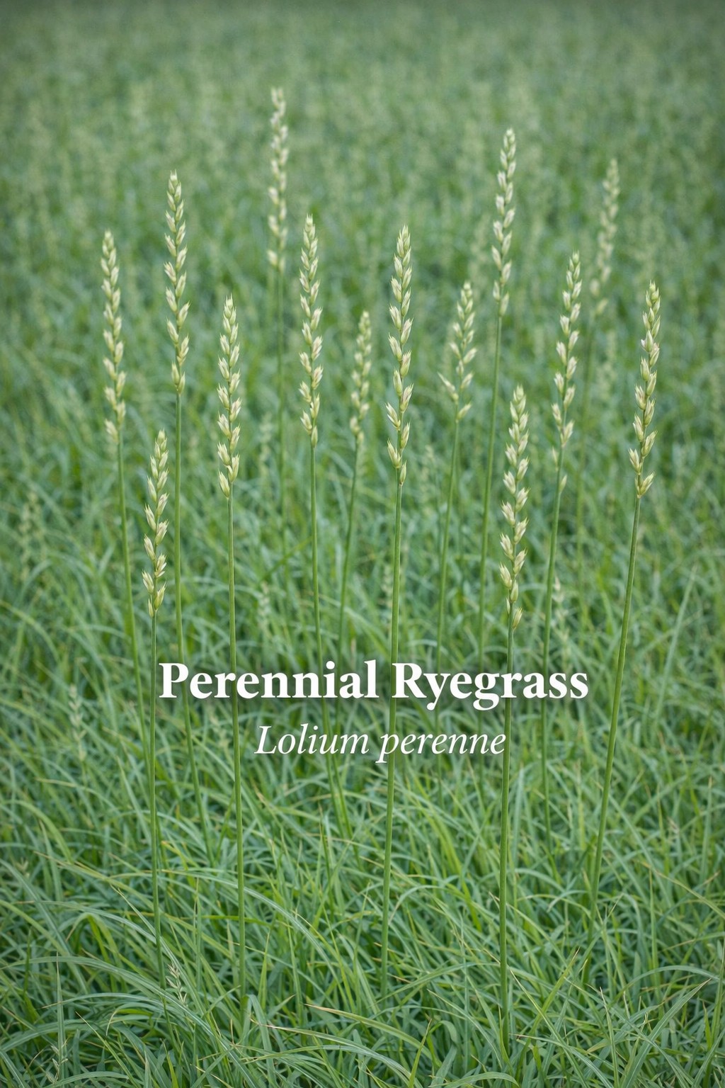 Perennial Ryegrass — Lolium perenne