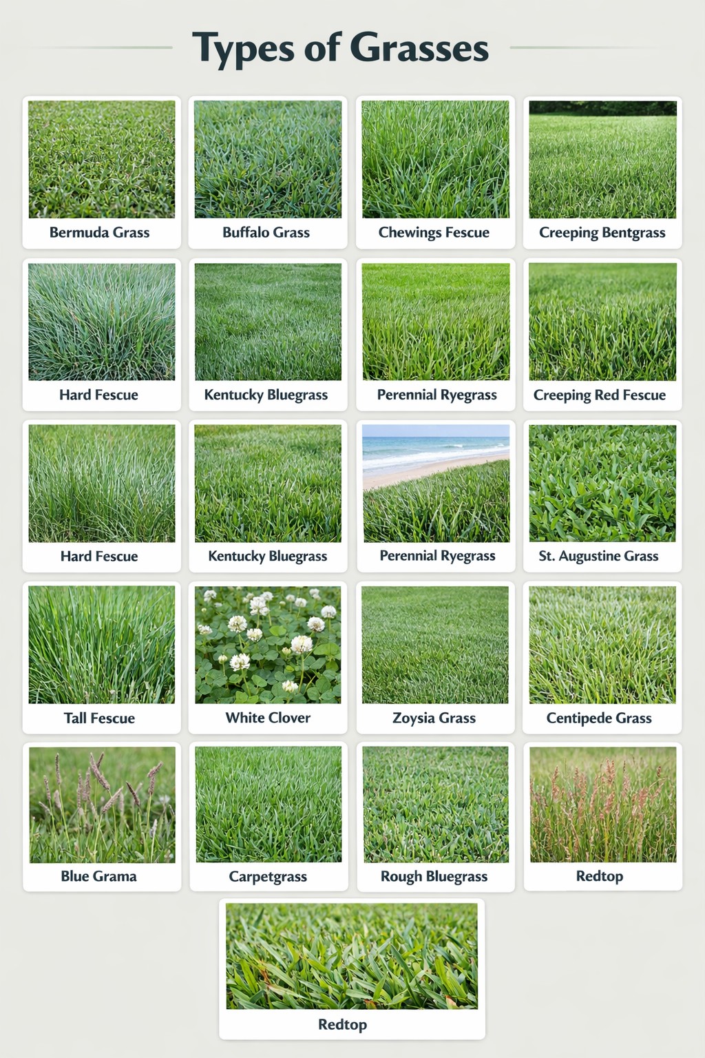20+ Types of Lawn Grasses: Popular Species and Cultivars