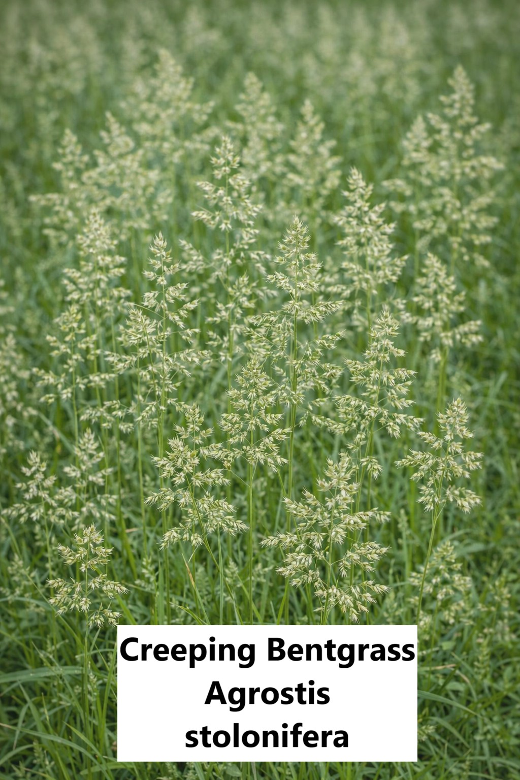 (Agrostis stolonifera) Creeping Bentgrass Control, Identification and Prevention