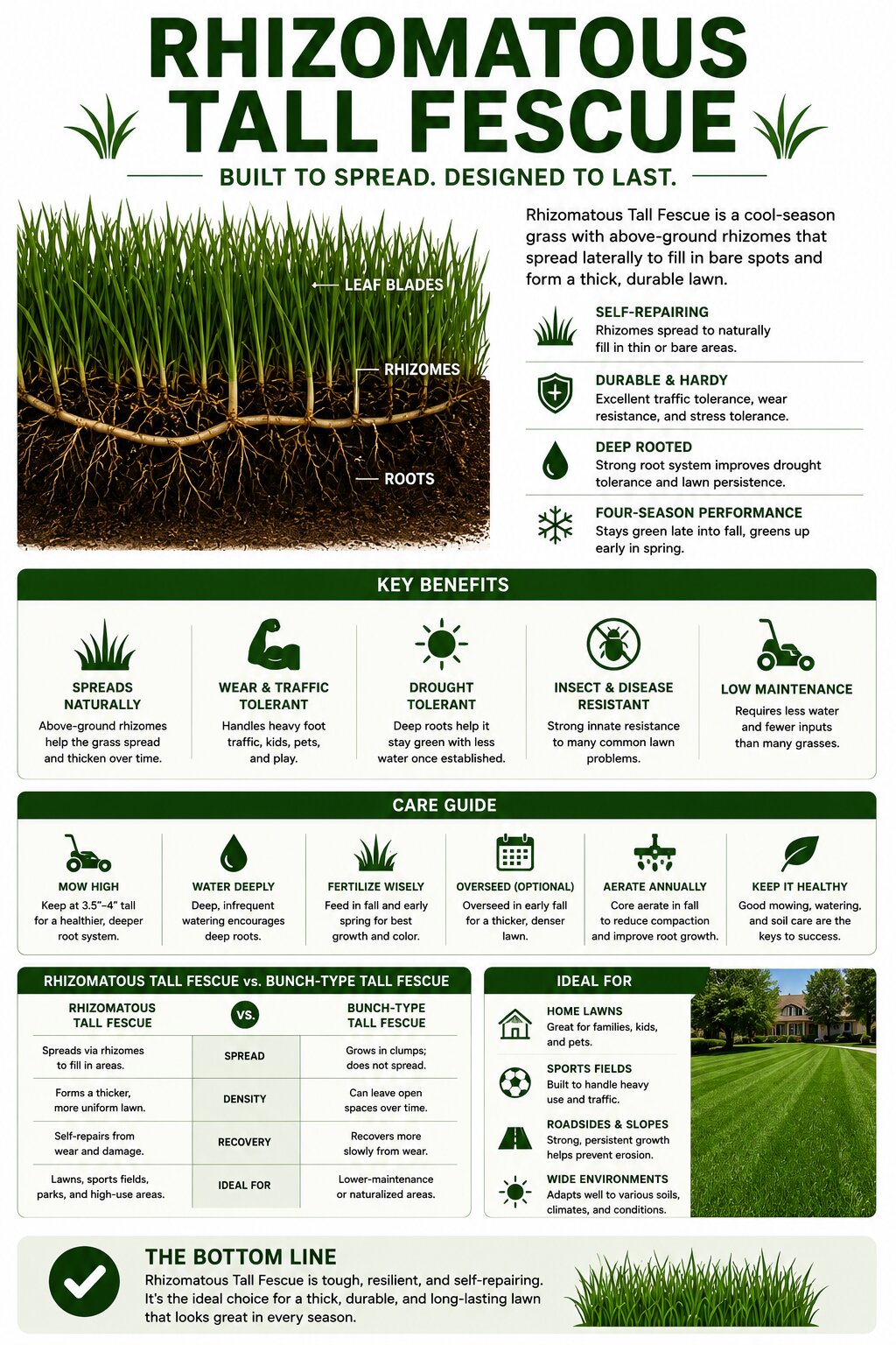 Rhizomatous Tall Fescue: Benefits, Drawbacks, Growing Tips