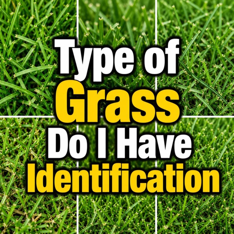 What Type of Grass Do I Have? Identification Guide