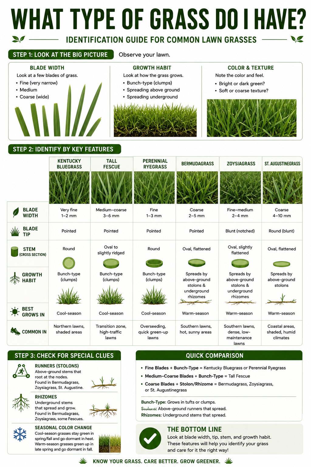 What Type of Grass Do I Have Infographic